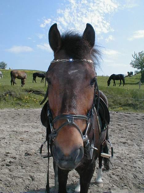 New Forest Egholms Mayo - et gammelt billede af Mayo billede 1