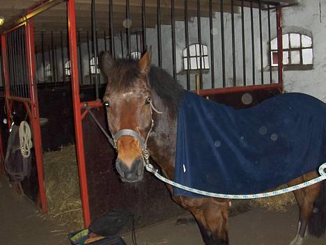 New Forest Egholms Mayo billede 2