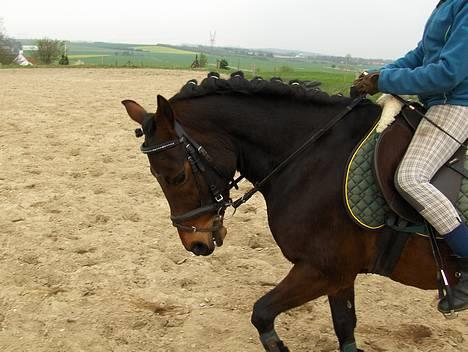 New Forest Egholms Mayo billede 3