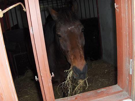 New Forest Egholms Mayo billede 4