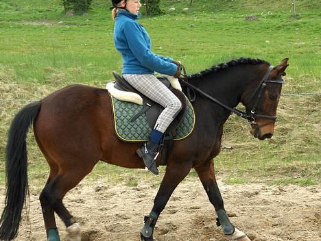 New Forest Egholms Mayo billede 5