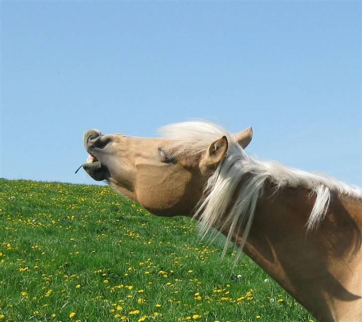 New Forest Stegstedgårds Frida - Skøørre hest ;p  billede 6