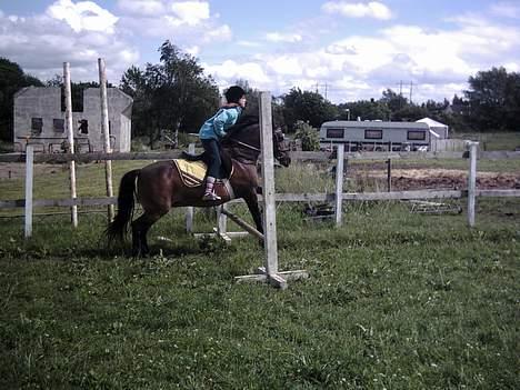 Exmoor dolly.F.dolly (udlånt) billede 4