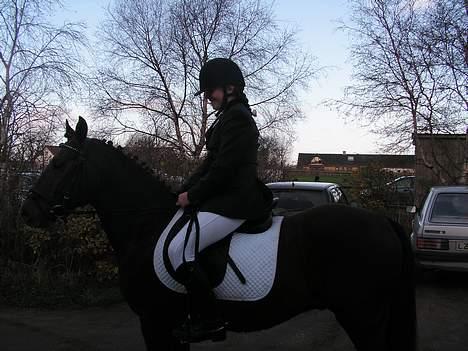 New Forest Sheridon - vores første stævne!!! billede 4