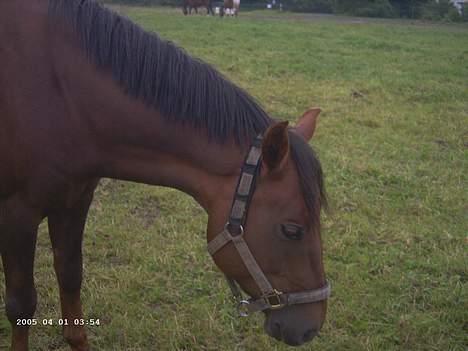 New Forest Sheridon - han æde hele tiden!!! billede 6