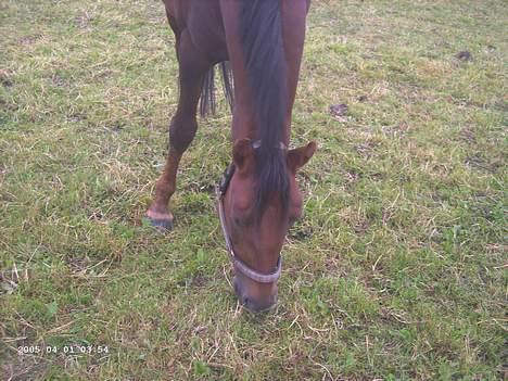 New Forest Sheridon - han kan ikk andet end an æde!!!!!!! billede 7