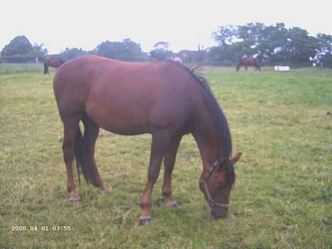 New Forest Sheridon - han æder igen!!! billede 8