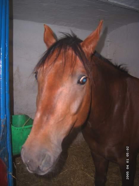 New Forest Sheridon - såå nyskerrig!!! billede 9