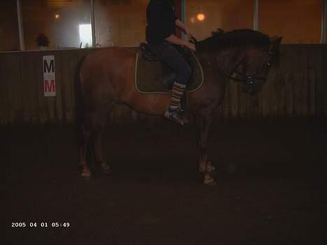 New Forest Sheridon - såå fin han er....! og såå dygtig!!!! billede 10