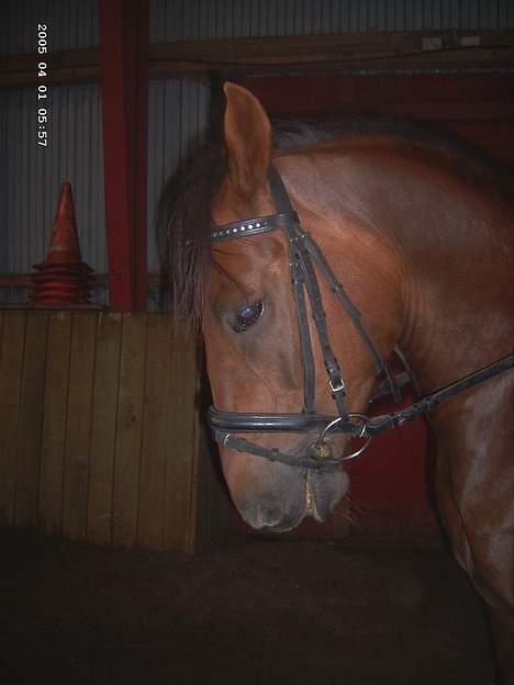 New Forest Sheridon - såååå dygtig, det er bare ikk til at fatte!!!!!! billede 11