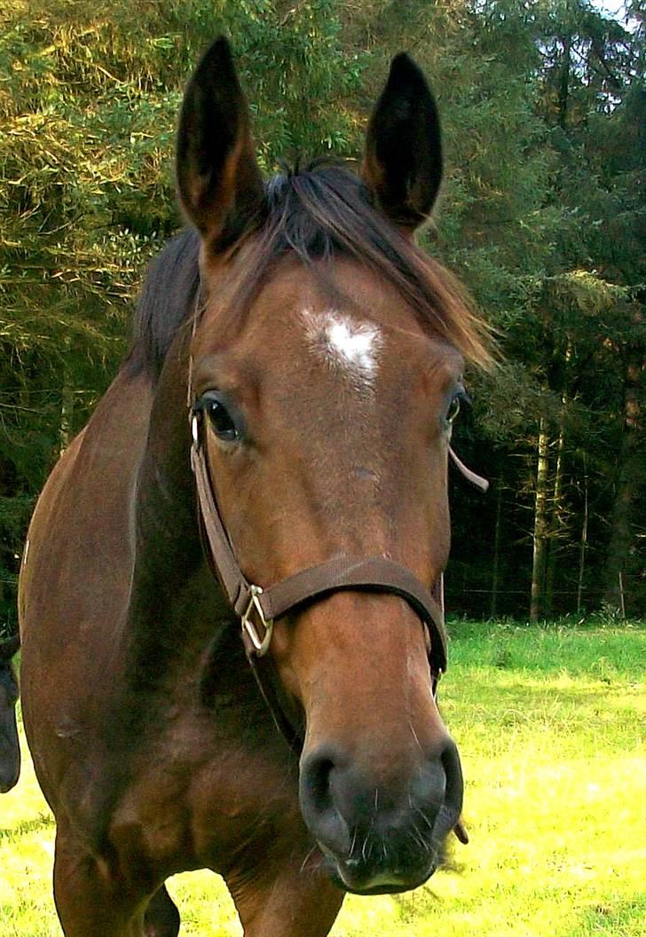 Dansk Varmblod Storåen´s Belondo (SOLGT) - 1. Hej og velkommen til Belondo´s profil. smid en komentar <3 - Fotograf: mig <3 billede 1