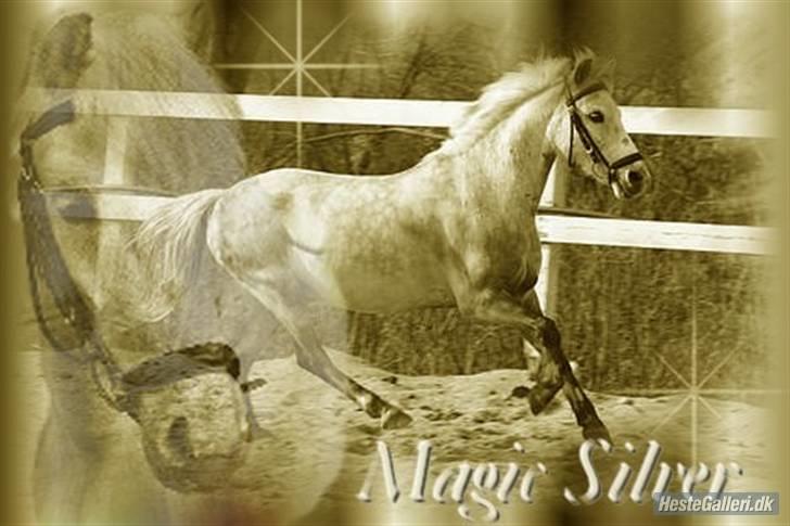 Anden særlig race Magic Silver  - 4# Dagen før vi skulle sige farvel :´(.. Savner den lille frækert .. ;(.. Foto lavet af : Benita R .. Foto taget af Kristina O. TAAAK til jer begge !! billede 4