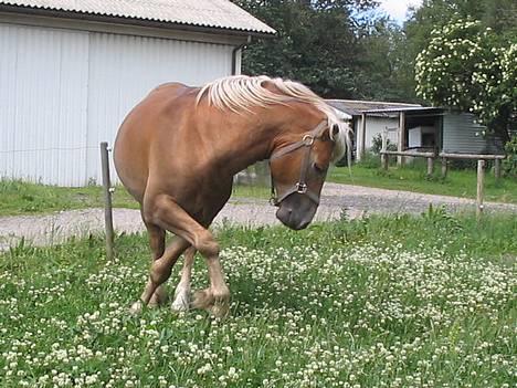 Haflinger Safir - Bøjer godt af:D billede 2