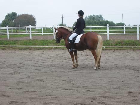 Haflinger Safir - RSR 17-9-06 billede 3