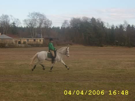 Connemara sara <3 - Sara ovre på marken en helt aldmindelig dag :D billede 2