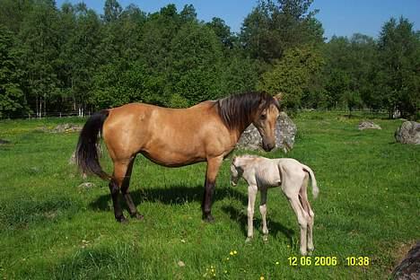 Paint Golden Back Kick  - bare nyfødet her med sit føl Vanilla Blue sky  billede 1