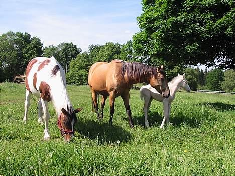 Paint Golden Back Kick  - mormor , brogede  ,kick datter og lille vanilla blue sky  billede 4
