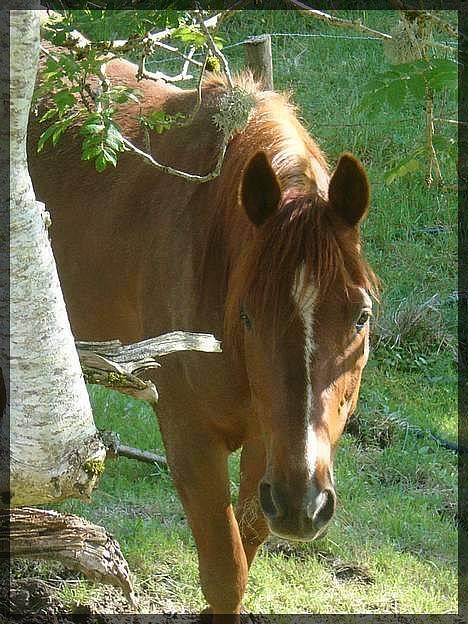 Traver Rocket Richard - Rocket gullet på beite <3 billede 3