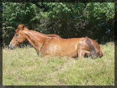 Traver Rocket Richard - Rocket ligger og slapper av på beitet :o) billede 4