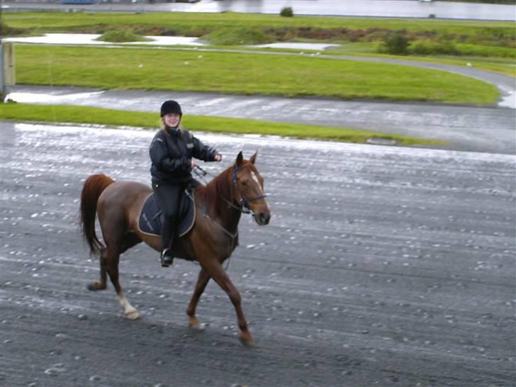 Traver Rocket Richard - Rocket og meg på travbanen 26.mai 07, hele 4 år og 3 mndr siden sist Rocket var der... billede 5