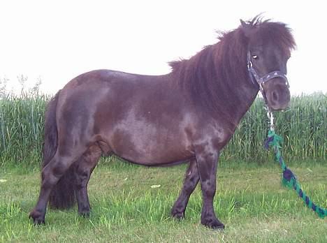 Shetlænder Shetti's Superior - Ponyen... billede 3