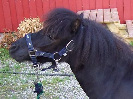 Shetlænder Shetti's Superior - Her med sin fine nye grime billede 4