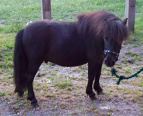 Shetlænder Shetti's Superior - Lille tykke Sylle billede 5