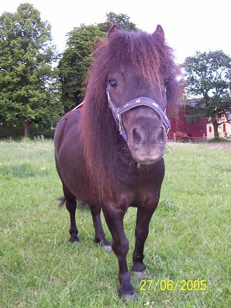 Shetlænder Shetti's Superior - Hey hvad laver du? billede 6