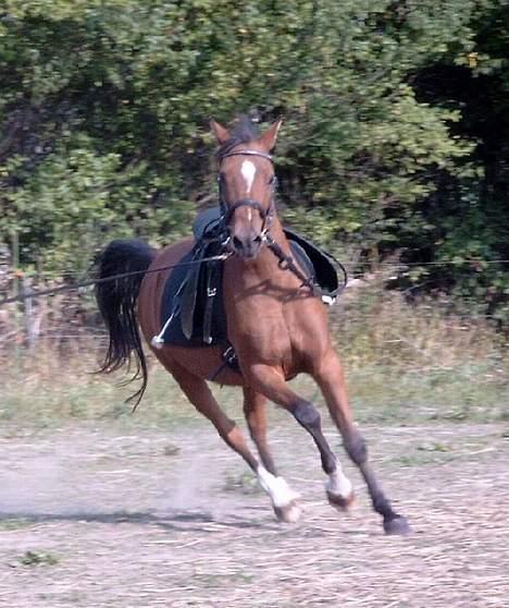 Arabisk fuldblod (OX) Babberups Don Diablo ox billede 9