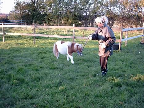 Shetlænder Tarzan billede 6