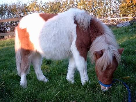 Shetlænder Tarzan billede 7