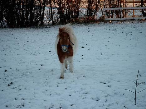 Shetlænder Tarzan billede 8