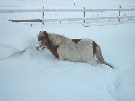 Shetlænder Tarzan billede 9