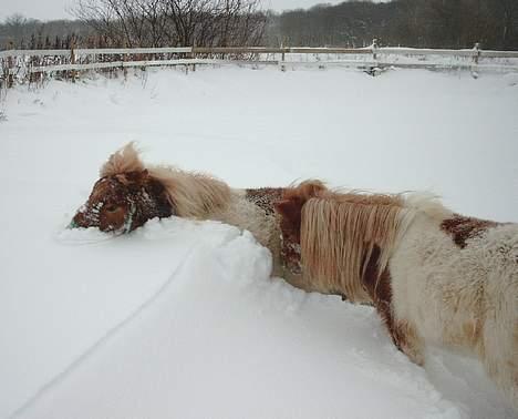 Shetlænder Tarzan billede 10