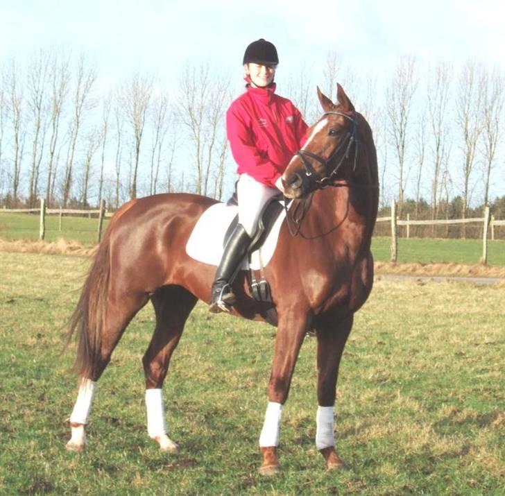 Hannoveraner Davina R.I.P <3 - Uh lala :D Efter vores 2. stævne i LA1, hvor hun virkelig gjorde det godt. Vi fik 68 % og en 2. plads, hvilket var langt ud over alle forventninger :) She´s brilliant. billede 13