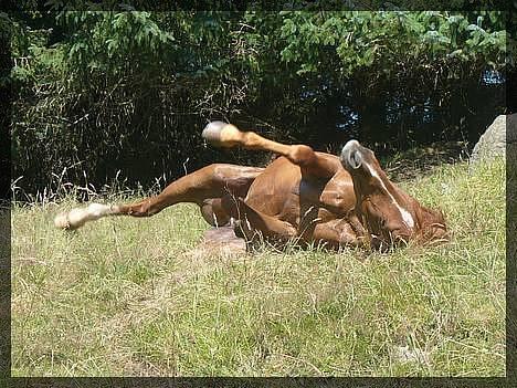 Traver Rocket Richard - Rulle seg er godt det :-D billede 8