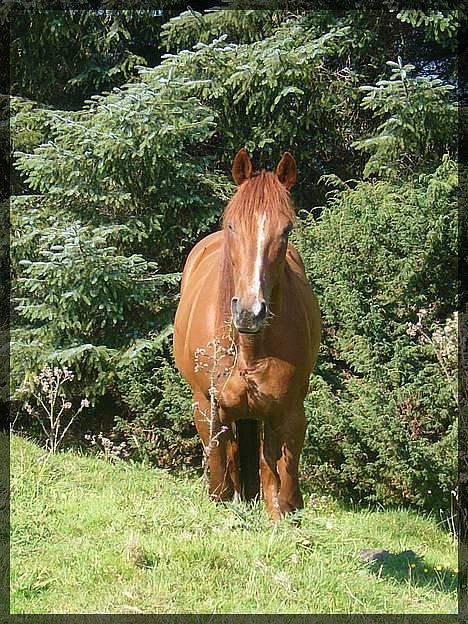 Traver Rocket Richard - Fine gutten min nedi beitet <3 billede 10