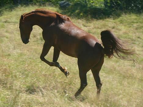 Traver Rocket Richard - Se så nydelig jeg er <3 <3 billede 12