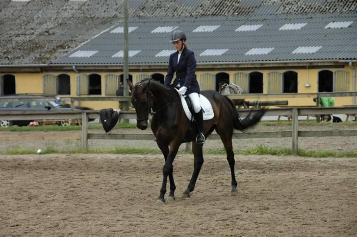 Dansk Varmblod Kløvers Luna billede 11