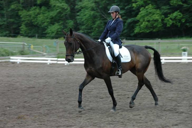 Dansk Varmblod Kløvers Luna - Klubmester billede 12