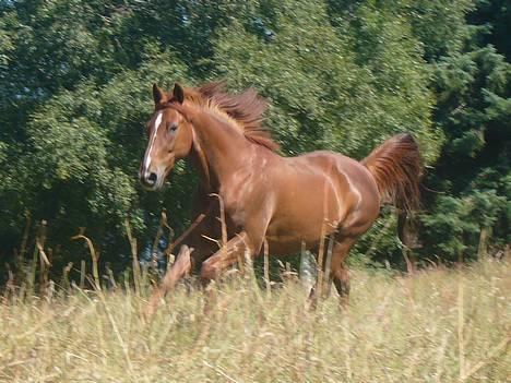 Traver Rocket Richard - I galopp i beitet :o) billede 14