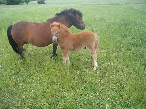 Shetlænder Nørbæks Mio - Mio og Hans mor Mille. billede 4