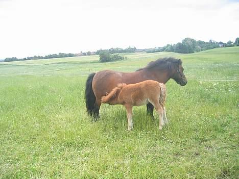 Shetlænder Nørbæks Mio billede 5