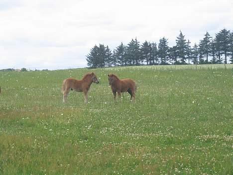 Shetlænder Nørbæks Mio - mio og tobber, Det var ikke sjovt da de skulle skilles ad efter 3år sammen billede 6
