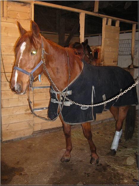 Traver Rocket Richard - Rocket etter en kveldstur :o) billede 15