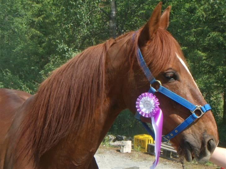 Traver Rocket Richard - Rocket ble nr 4 på distanserittet 10.juni 07 billede 16