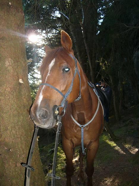 Traver Rocket Richard - Rocket på stien ned mot sjøen 15. juli 06 billede 17