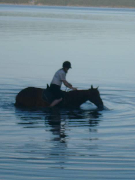 Traver Rocket Richard - Stemingsbilde :o) Meg & Rocket bader, og han hadde mest lyst å legge på svøm *hihi* :-P billede 18