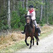 Anden særlig race Siggi