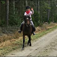 Anden særlig race Siggi